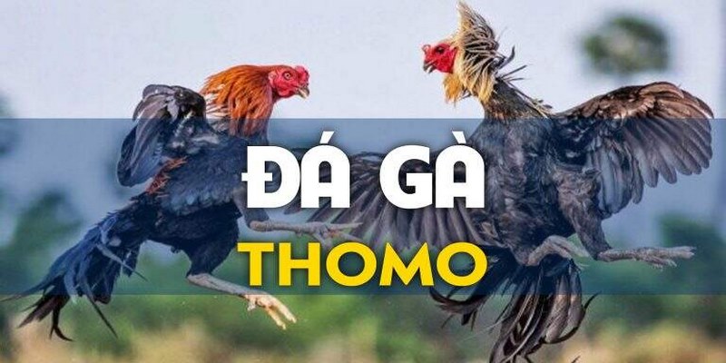 Đá Gà Thomo - Xu Hướng Cá Cược Mãn Nhãn Người Xem